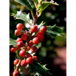 Almindelig Kristtorn 'Alaska' Ilex Aquifolium 'Alaska' Potte 2,0 Liter,- 25-30 Cm. -Osmome Butik mi3904 ilex aquifolium alaska 8569