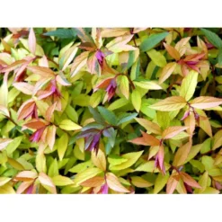 Spiræa 'Goldflame' Spiraea Japonica 'Goldflame' Potte 2,0 Liter,- 25-30 Cm. -Osmome Butik mi3917 spiraea japonica goldflame a12a