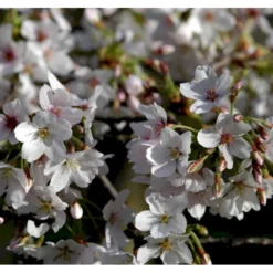 Yoshino-kirsebær Prunus Yedoensis Solitær Busk 150-200 Cm. - Med Klump