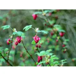 Blodribs 'King Edward VII' Ribes Sanguineum 'King Edward Vii' Potte 12 Liter,- 100-125 Cm. -Osmome Butik mi4125 ribes sanguineum king edward vii 7901