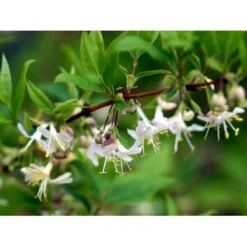 Busk-kaprifolie Lonicera Fragrantissima Potte 10 Liter,- 60-80 Cm. -Osmome Butik mi4151 lonicera fragrantissima fede