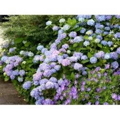 Hortensia 'Clara' Hydrangea Macrophylla 'Clara' 3,5 Liter Potte