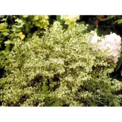 Hvidbroget Buksbom Buxus Sempervirens 'Elegans' Med Klump,- 50-60 Cm.