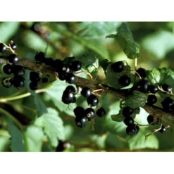 Solbær 'Ben Alder' Ribes Nigrum 'Ben Alder' 3,5 Liter Potte -Osmome Butik mi4197 ribes nigrum 992f