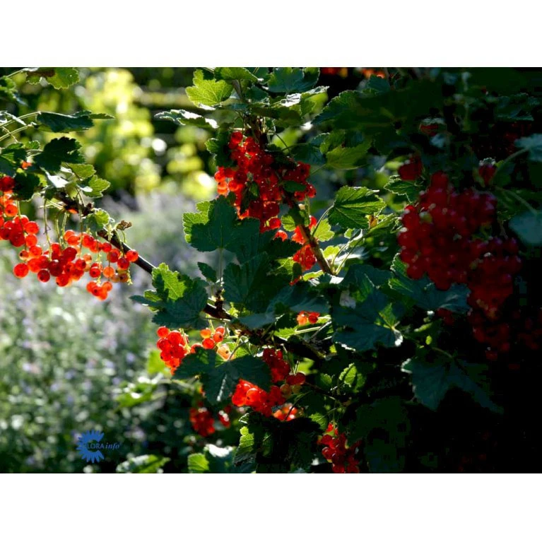 Ribs 'Rote Hollander' Ribes Rubrum 'Rote Hollander' 5 Liter Potte 1 Ribs 'Rote Hollander' Ribes Rubrum 'Rote Hollander' 5 Liter Potte