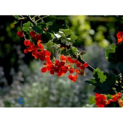 Ribs 'Rote Hollander' Ribes Rubrum 'Rote Hollander' 5 Liter Potte 5 Ribs 'Rote Hollander' Ribes Rubrum 'Rote Hollander' 5 Liter Potte -Osmome Butik mi4212 ribes rubrum rote hollander d119