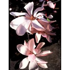 Magnolia 'Galaxy' Magnolia Fraseri 'Galaxy' Trådklump,- 175-200 Cm. -Osmome Butik mi4227 magnolia galaxy 07b0