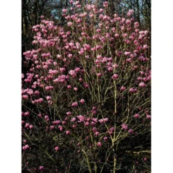Magnolia 'Galaxy' Magnolia Fraseri 'Galaxy' Trådklump,- 175-200 Cm. -Osmome Butik mi4227 magnolia galaxy 1ac0