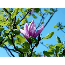 Magnolia 'Galaxy' Magnolia Fraseri 'Galaxy' Trådklump,- 175-200 Cm. -Osmome Butik mi4227 magnolia galaxy 33d8