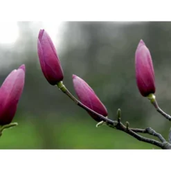 Magnolia 'Galaxy' Magnolia Fraseri 'Galaxy' Trådklump,- 175-200 Cm. -Osmome Butik mi4227 magnolia galaxy 3c85