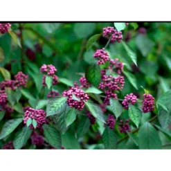 Glasbær 'Profusion' Callicarpa Bodinieri 'Profusion' Trådklump,- 125-150 Cm. -Osmome Butik mi426 callicarpa bodinieri profusion 454b