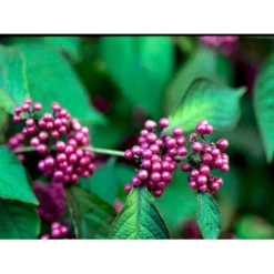 Glasbær 'Profusion' Callicarpa Bodinieri 'Profusion' Trådklump,- 125-150 Cm. -Osmome Butik mi426 callicarpa bodinieri profusion a3a4