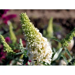 Sommerfuglebusk Buzz 'Ivory' Buddleja Buzz 'Ivory' 3,0 Liter Potte -Osmome Butik mi4566 buddleja davidii buzz tm ivory 3d08