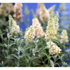Sommerfuglebusk Buzz 'Ivory' Buddleja Buzz 'Ivory' 3,0 Liter Potte -Osmome Butik mi4566 buddleja davidii buzz tm ivory 7e38