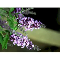 Sommerfuglebusk Buzz 'Violet' Buddleja Buzz 'Violet' 3,0 Liter Potte -Osmome Butik mi4568 buddleja davidii buzz tm violet 2355