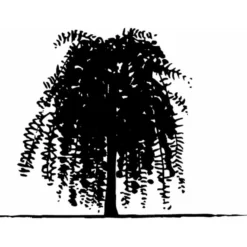 Sibirisk ærtetræ Caragana Arborescens Solitær Busk 150-175 Cm. - Med Klump -Osmome Butik mi461 caragana arborescens 3442