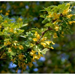 Sibirisk ærtetræ Caragana Arborescens Solitær Busk 150-175 Cm. - Med Klump -Osmome Butik mi461 caragana arborescens de7c