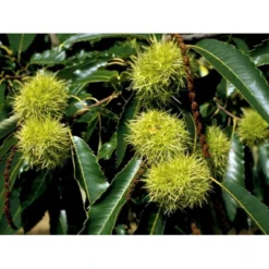 Ægte Kastanje 'Marigoule' Castanea Sativa 'Marigoule' Opbundet Til Ca. 150 Cm. Med Potte -Osmome Butik mi484 castanea sativa 357d