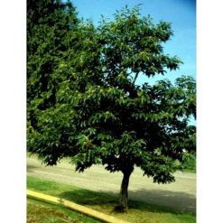 Ægte Kastanje 'Marigoule' Castanea Sativa 'Marigoule' Opbundet Til Ca. 150 Cm. Med Potte -Osmome Butik mi484 castanea sativa 58f5