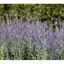 Russisk Salvie 'Little Spire' Perovskia Atriplicifolia 'Little Spire' 1 Liter Potte -Osmome Butik mi4891 perovskia atriplicifolia little spire 5003