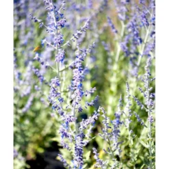 Russisk Salvie 'Little Spire' Perovskia Atriplicifolia 'Little Spire' 1 Liter Potte