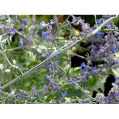 Russisk Salvie 'Little Spire' Perovskia Atriplicifolia 'Little Spire' 1 Liter Potte -Osmome Butik mi4891 perovskia atriplicifolia little spire bc46