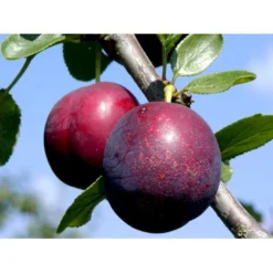 Blomme 'Ive' Prunus Domestica 'Ive' 4-8 Grene, 130-170 Cm. 10 Liter Potte. (S.J.A.) -Osmome Butik mi4900 prunus domestica ive 94f2