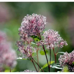 Amerikansk Syren 'Marie Simon' Ceanothus Pallidus 'Marie Simon' 3,5 Liter Potte
