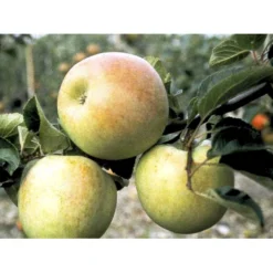 Æble 'Aroma' Malus X 'Aroma' 4-8 Grene. 120-160 Cm. Potte, (M7) -Osmome Butik mi5008 malus domestica aroma 0639