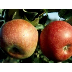 Æble 'Aroma' Malus X 'Aroma' 4-8 Grene. 120-160 Cm. Potte, (M7) -Osmome Butik mi5008 malus domestica aroma 079f