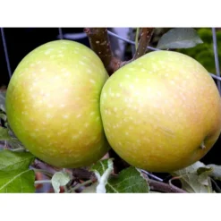 Æble 'Cox Orange Queen' Malus X 'Cox Orange Queen' Espalier 2 Etager,- Med Potte -Osmome Butik mi5014 malus domestica cox orange 2501