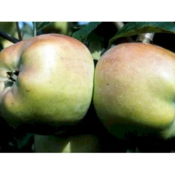 Æble 'Filippa' Malus X 'Filippa' Espalier 2 Etager,- Med Potte -Osmome Butik mi5022 malus domestica filippa 380d