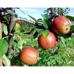 Æble 'Ildrød Pigeon' Malus X 'Ildrød Pigeon' 4-8 Grene. 120-160 Cm. Potte, (M7) -Osmome Butik mi5038 malus domestica ildroed pigeon 3fc8