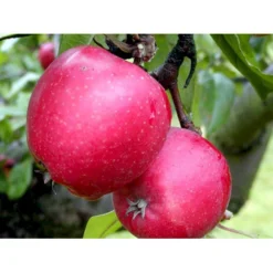 Æble 'Ildrød Pigeon' Malus X 'Ildrød Pigeon' 4-8 Grene. 120-160 Cm. Potte, (M7) -Osmome Butik mi5038 malus domestica ildroed pigeon a0fd