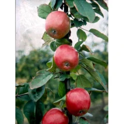 Æble 'Rød Ananas' Malus X 'Rød Ananas' Dværgtræ, 3-5 Grene, 6,7 Liter Potte, 80-100 Cm. -Osmome Butik mi5065 malus domestica roed ananas 6801