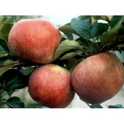 Æble 'Rød Aroma' Malus X 'Rød Aroma' 4-8 Grene. 120-160 Cm. Potte, (M7) -Osmome Butik mi5066 malus domestica roed aroma 9e2c