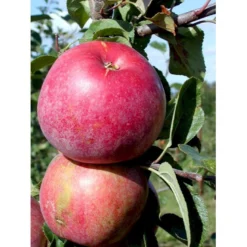 Æble 'Rød Aroma' Malus X 'Rød Aroma' 4-8 Grene. 120-160 Cm. Potte, (M7) -Osmome Butik mi5066 malus domestica roed aroma cd11