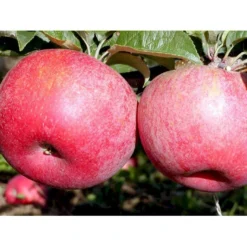 Æble 'Rød Aroma' Malus X 'Rød Aroma' 4-8 Grene. 120-160 Cm. Potte, (M7) -Osmome Butik mi5066 malus domestica roed aroma fa34