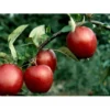 Æble 'Summerred' Malus X 'Summerred' Heister 175-200 Cm. Med Potte