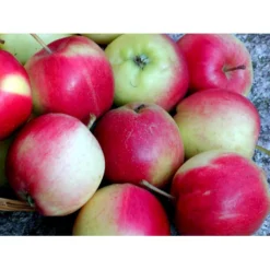 Æble 'Sunrise' Malus X 'Sunrise' 4-8 Grene. 120-160 Cm. Potte, (M7) -Osmome Butik mi5074 malus domestica sunrise 4801