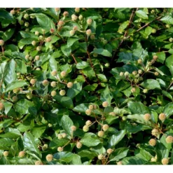 Knopbusk Cephalanthus Occidentalis Potte 2,0 Liter,- 30-40 Cm. -Osmome Butik mi509 cephalanthus occidentalis f2d3