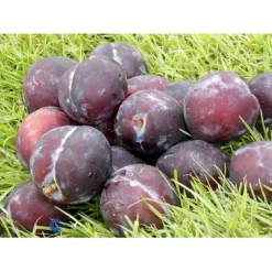 Blomme 'Herman' Prunus Domestica 'Herman' 4-8 Grene, 130-170 Cm. 10 Liter Potte. (S.J.A.)