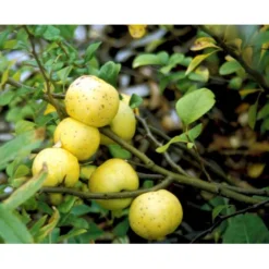 Japansk Kvæde Chaenomeles Japonica Solitær Busk 100-150 Cm. Med Klump -Osmome Butik mi520 chaenomeles japonica c85d