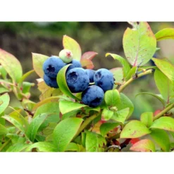 Storfrugtet Blåbær 'Elizabeth' Vaccinium Corymbosum 'Elizabeth' Potte 2,5 Liter, - 25-30 Cm.