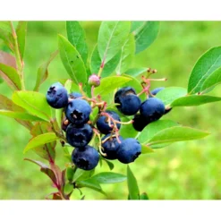 Storfrugtet Blåbær 'Reka' Vaccinium Corymbosum 'Reka' Potte 2,5 Liter, - 25-30 Cm. -Osmome Butik mi5241 vaccinium corymbosum reka 2da6