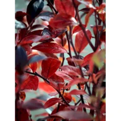 Storfrugtet Blåbær 'Reka' Vaccinium Corymbosum 'Reka' Potte 2,5 Liter, - 25-30 Cm.