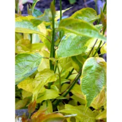 Broget Kornel 'Spaethii' Cornus Alba 'Spaethii' Med Klump,- 150-175 Cm. -Osmome Butik mi614 cornus alba spaethii 0d36