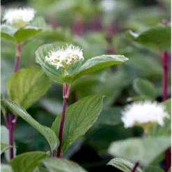 Rødgrenet Kornel 'Sibirica' Cornus Alba 'Sibirica' Potte 12 Liter,- 100-125 Cm. -Osmome Butik mi618 cornus alba sibirica 11d5