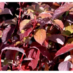 Rødgrenet Kornel 'Sibirica' Cornus Alba 'Sibirica' Potte 12 Liter,- 100-125 Cm. -Osmome Butik mi618 cornus alba sibirica c10f