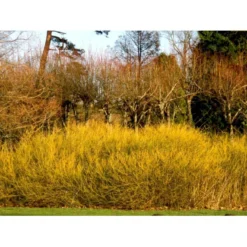 Gulgrenet Kornel 'Flaviramea' Cornus Sericea 'Flaviramea' Potte 12 Liter,- 100-125 Cm. -Osmome Butik mi656 cornus stolonifera flaviramea 044c